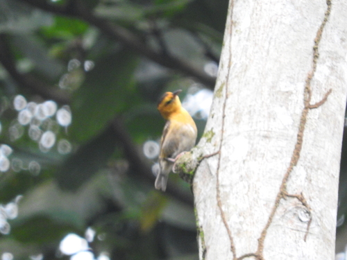 Ploceus sanctithomae
