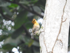 Ploceus sanctithomae