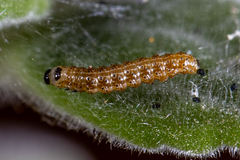 Lepidoptera