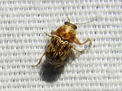 Pachybrachis turbidus