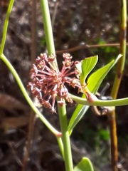 Smilax