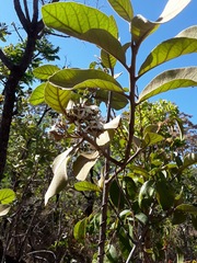 Aspidosperma