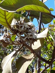 Aspidosperma
