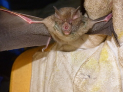 Rhinolophidae