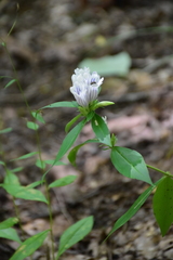 Gentiana villosa