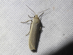 Crambidia myrlosea