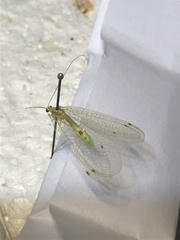 Leucochrysa insularis
