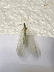 Leucochrysa insularis