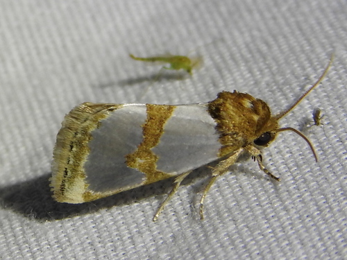 Chrysellus Flower Moth photo 6