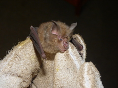 Rhinolophidae