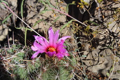 Thelocactus bicolor bicolor