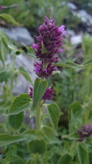 Agastache palmeri leonensis
