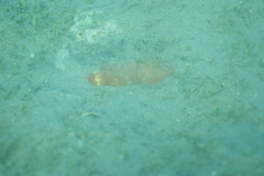 Mitra mitra