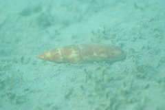 Mitra mitra