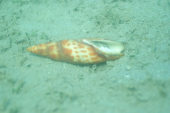 Mitra mitra