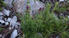 Agastache palmeri leonensis