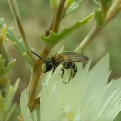 Andrena mentzeliae