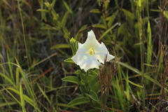 Escobedia grandiflora