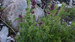 Agastache palmeri leonensis