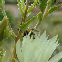 Andrena mentzeliae