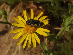 Acmaeodera amabilis