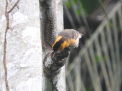 Ploceus sanctithomae