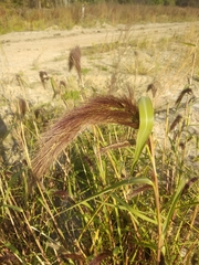 Poaceae