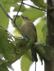 Setophaga castanea