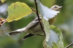 Setophaga castanea