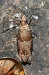 Sonia paraplesiana