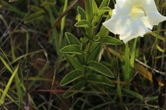 Escobedia grandiflora