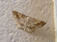 Euchlaena deplanaria