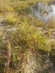 Poaceae