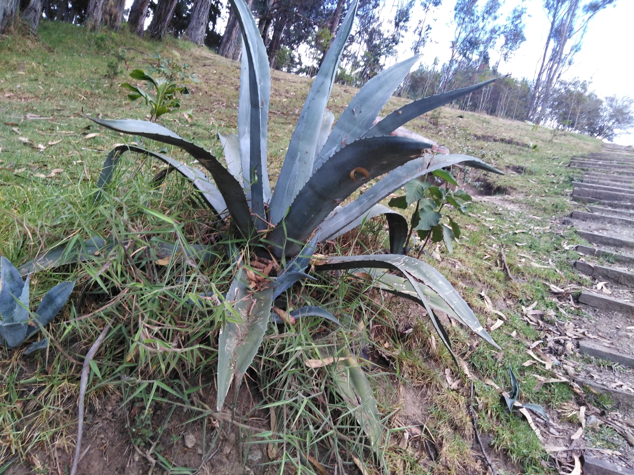 Agave image