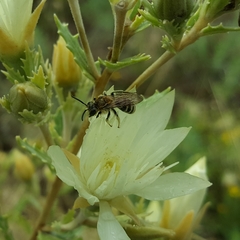 Andrena mentzeliae