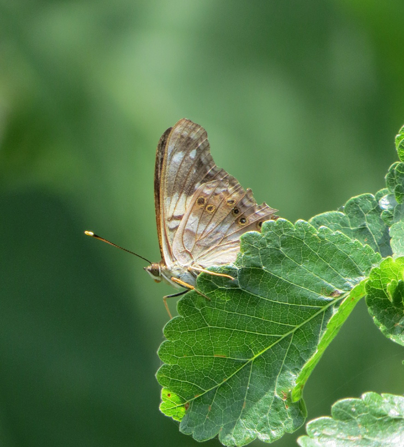 Dusky Emperor