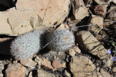 Mammillaria pottsii