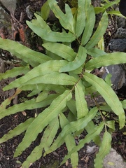 Phlebodium aureum