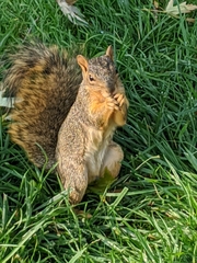 Sciurus niger