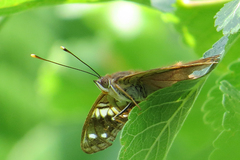 Asterocampa idyja argus