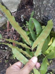 Phlebodium aureum