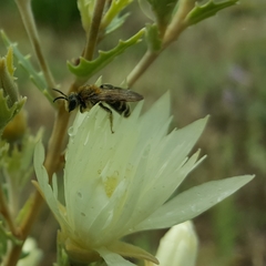 Andrena mentzeliae