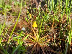 Utricularia recta
