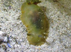 Dendrodoris arborescens