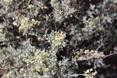 Parthenium incanum
