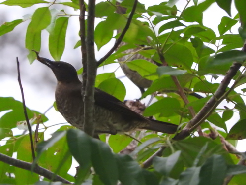 Turdus olivaceofuscus