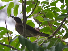 Turdus olivaceofuscus