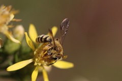 Cnemidandrena