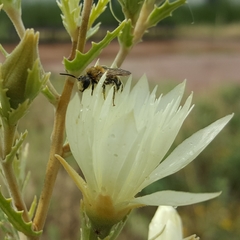 Andrena mentzeliae
