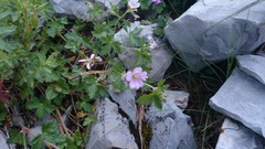 Geranium potosinum